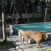 普吉島普吉島老虎王國游玩-普吉島老虎王國門票多少錢/價格表-團(tuán)購票價預(yù)定優(yōu)惠-景點(diǎn)地址在哪里/圖片介紹/參觀預(yù)約/旅游游覽順序及注意事項(xiàng)/營業(yè)時間-】
