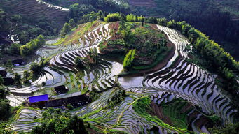 紫鵲界盛裝啟航，9月8日正式向游客開放，園區(qū)管理服務全面升級